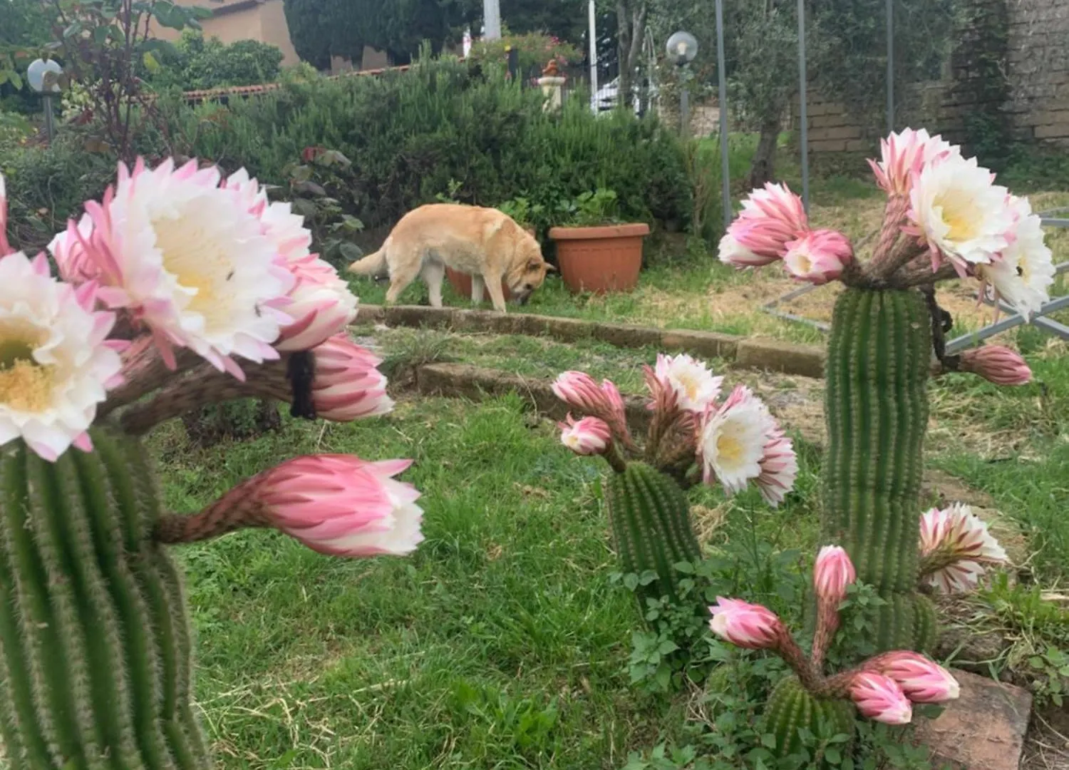 Villa Collina Sorano  Italia
